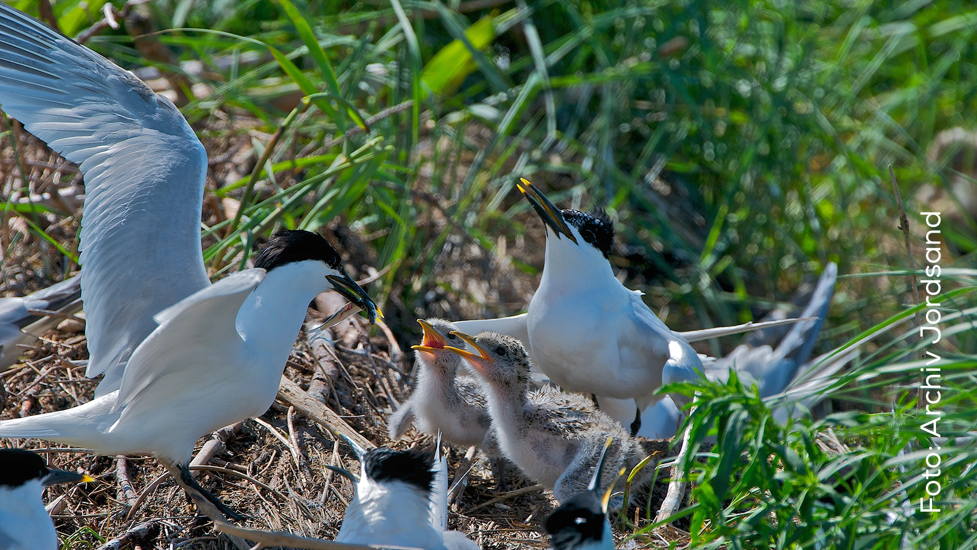 Fütterung der Jungvögel