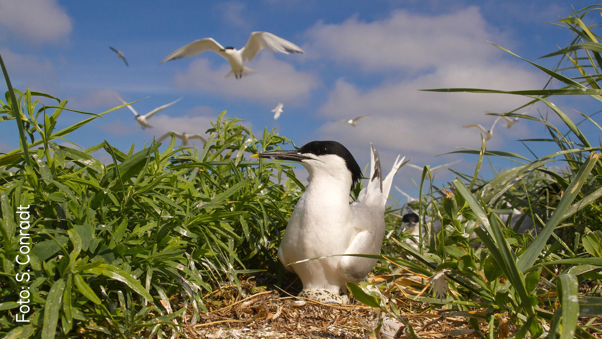 Brandseeschwalbe im Flug