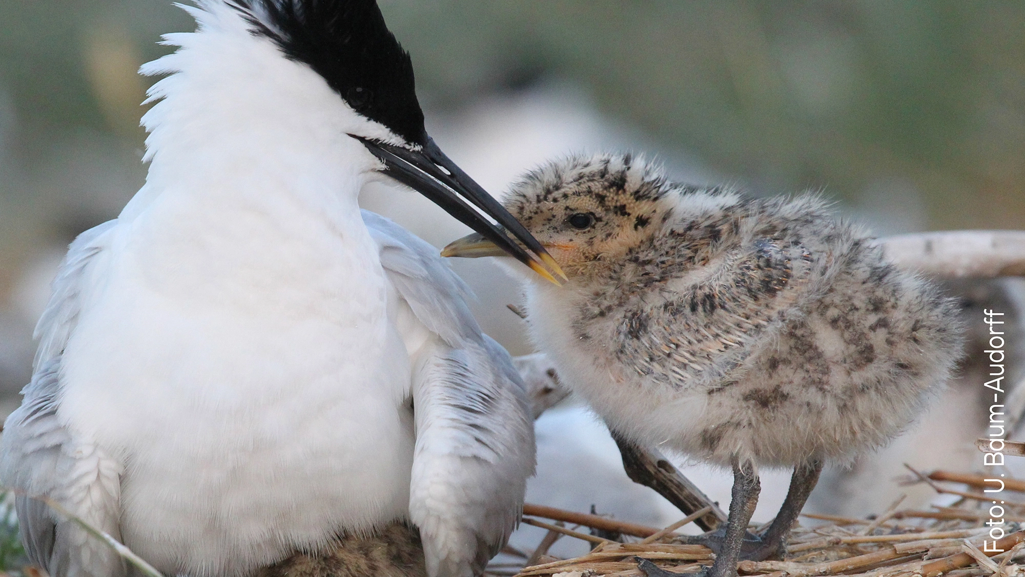 Küken in der Vegetation