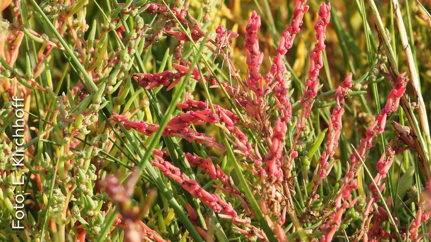 Salzwiese mit typischer Vegetation