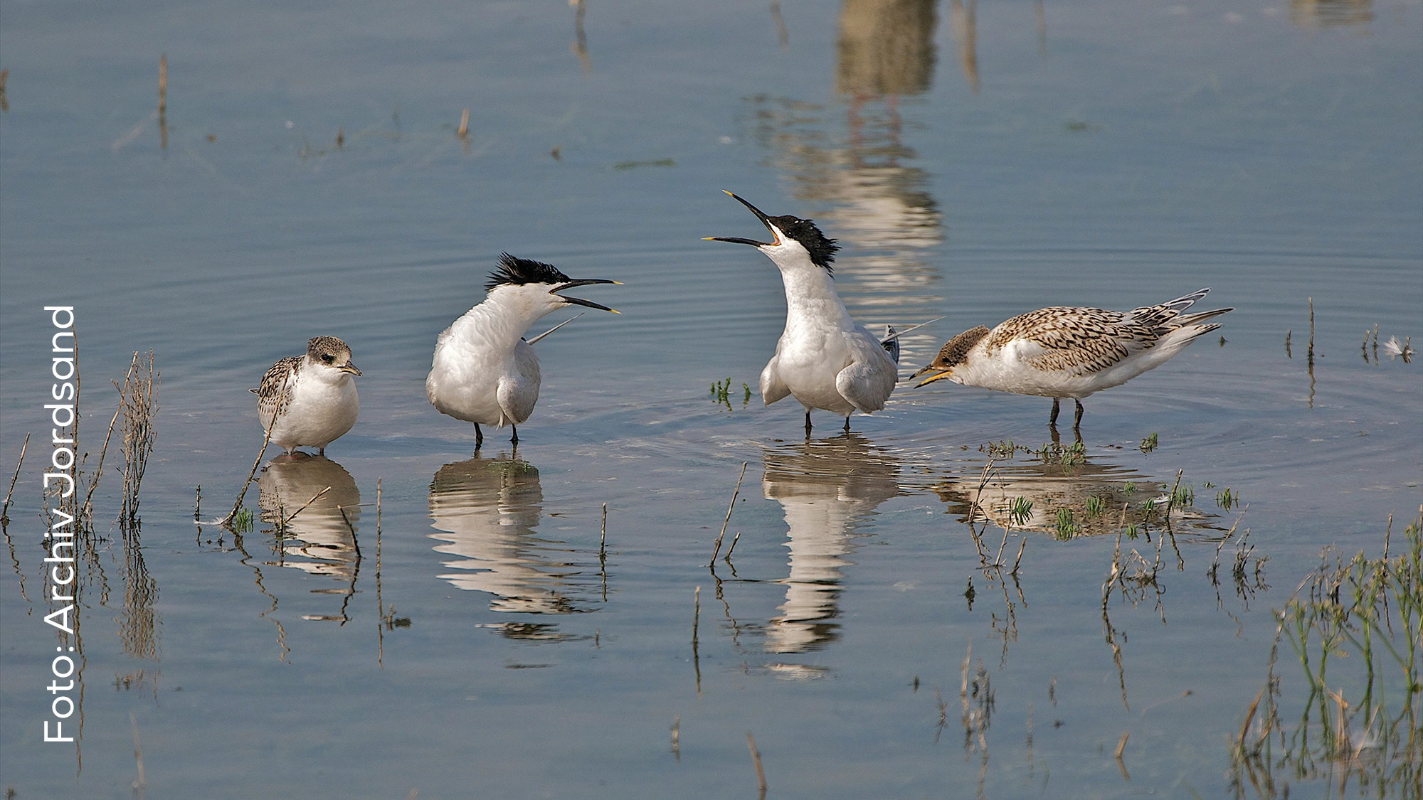 Weitere Vogelaufnahme